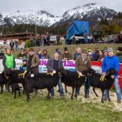 Schafausstellung Tiroler Bergschaf  (34)